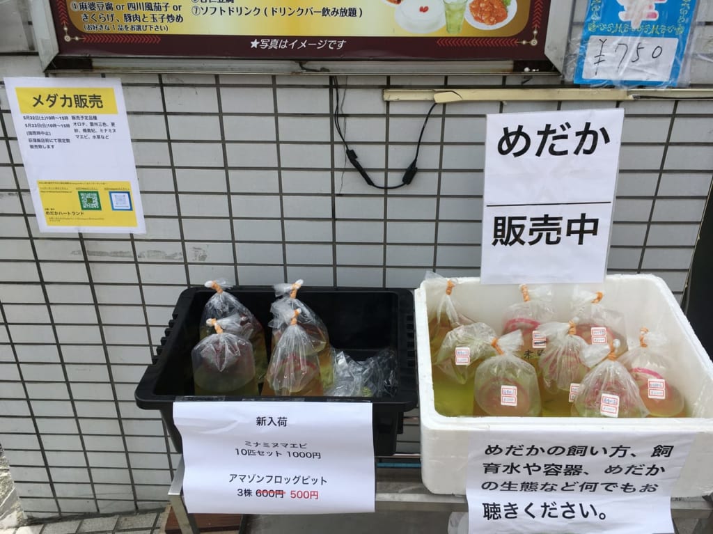荻窪飯店　めだか販売