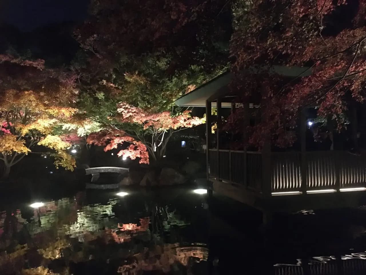 紅葉ライトアップ