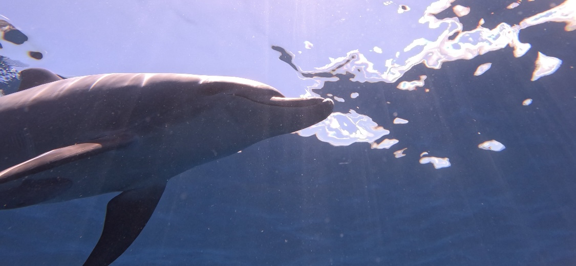 小笠原諸島　イルカ