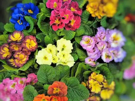 花屋